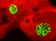Forr�s: Science