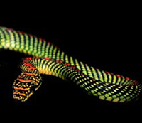 Forr�s: flyingsnake org.