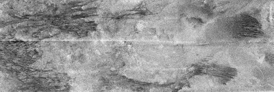 Forr�s: NASA
