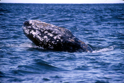 Forr�s: pacificenvironment.org