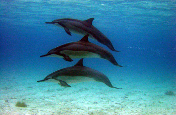 Forr�s: noaa