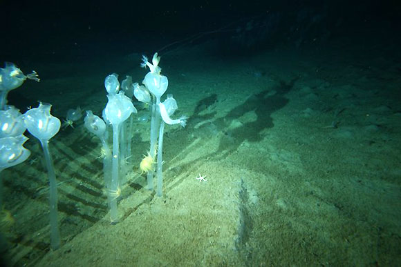 Forrás: Collaborative East Antarctic Marine Census (CEAMARC)
