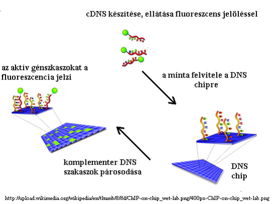 Forr�s: Wikimedia