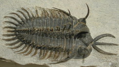 Forrás: Walliserops hammii, Wikimedia Commons
