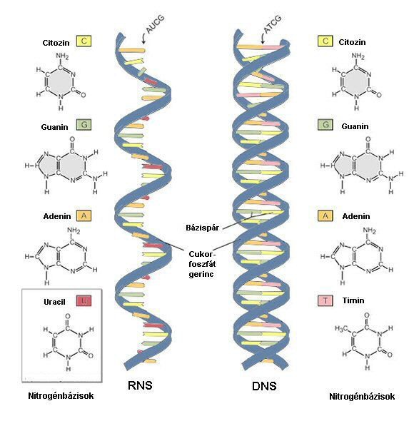 National Human Genome Institute
