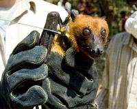 Forr�s: wildlifetrust.org