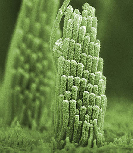 Forr�s: www.hhmi.org