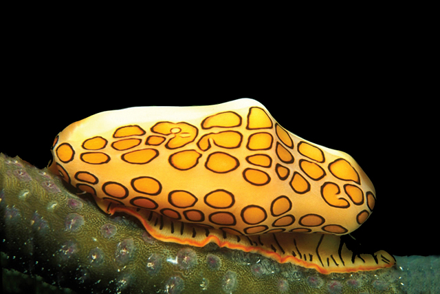 Forrás: Census of Marine Life