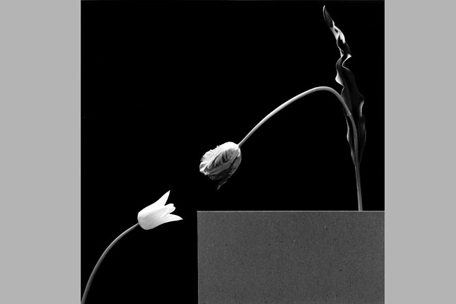 Forr�s: Robert Mapplethorpe Foundation